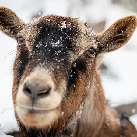 ファームステイ Schlossgut Gundersdorf クラーゲンフルト