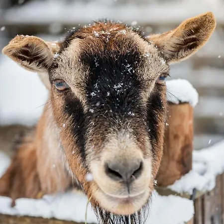 Schlossgut Gundersdorf ファームステイ
