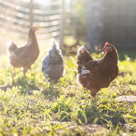 Schlossgut Gundersdorf クラーゲンフルト