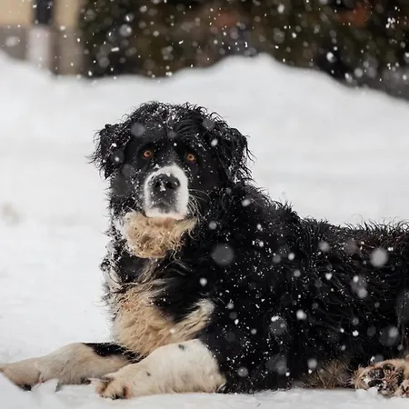 Schlossgut Gundersdorf ファームステイ