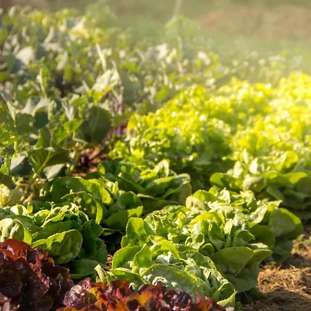 Schlossgut Gundersdorf クラーゲンフルト