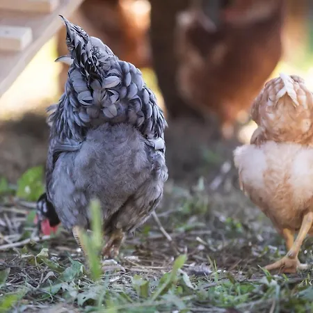 Schlossgut Gundersdorf