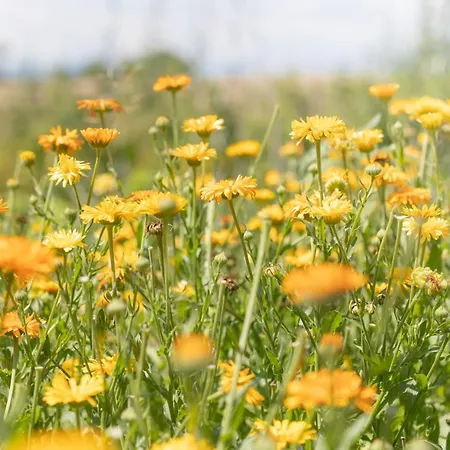 Schlossgut Gundersdorf