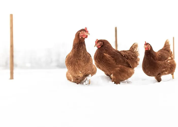 Schlossgut Gundersdorf Farm stay