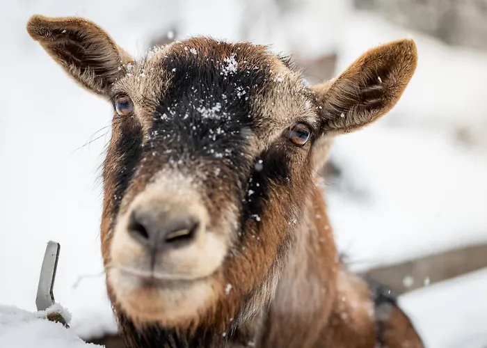 Bauernhof Schlossgut Gundersdorf Klagenfurt am Wörthersee
