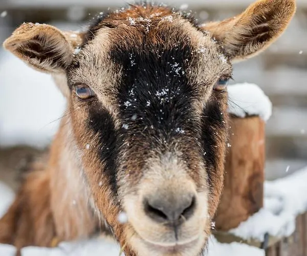 Schlossgut Gundersdorf בית חווה