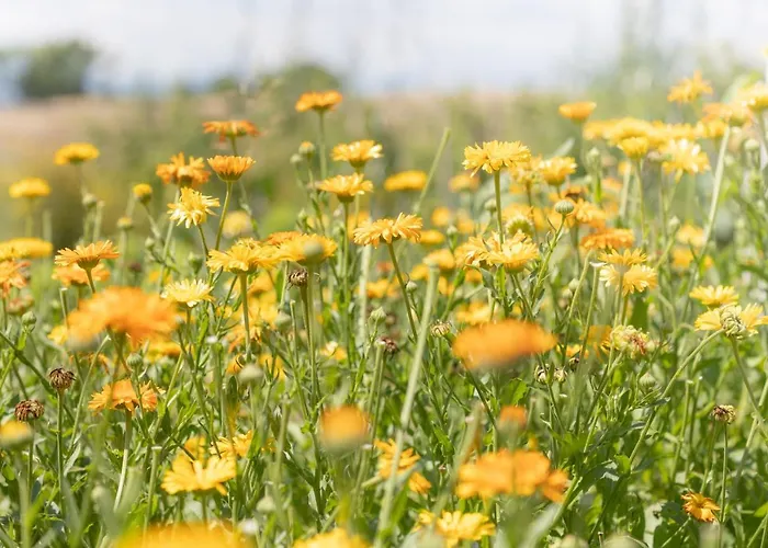 Schlossgut Gundersdorf